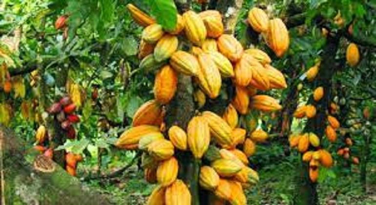 Cross River State Launches Cocoa Export Processing Hub