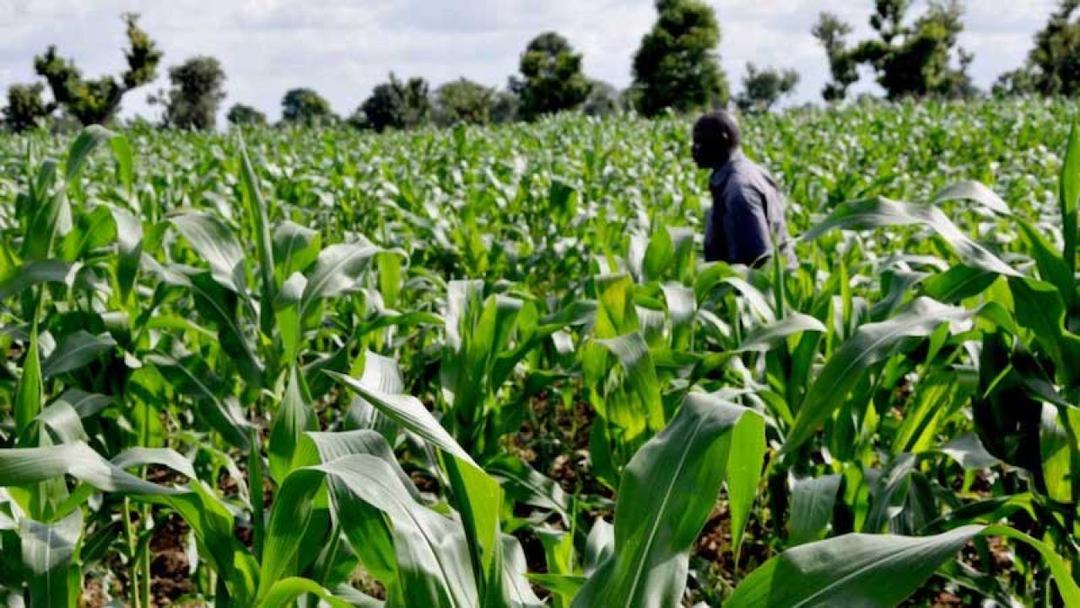 Kaduna State Modernizes Agricultural Sector with Smart Farming Initiative