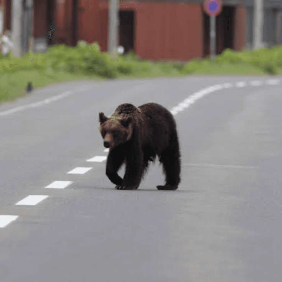 Hiker Killed in Bear Attack in Japanese Forest