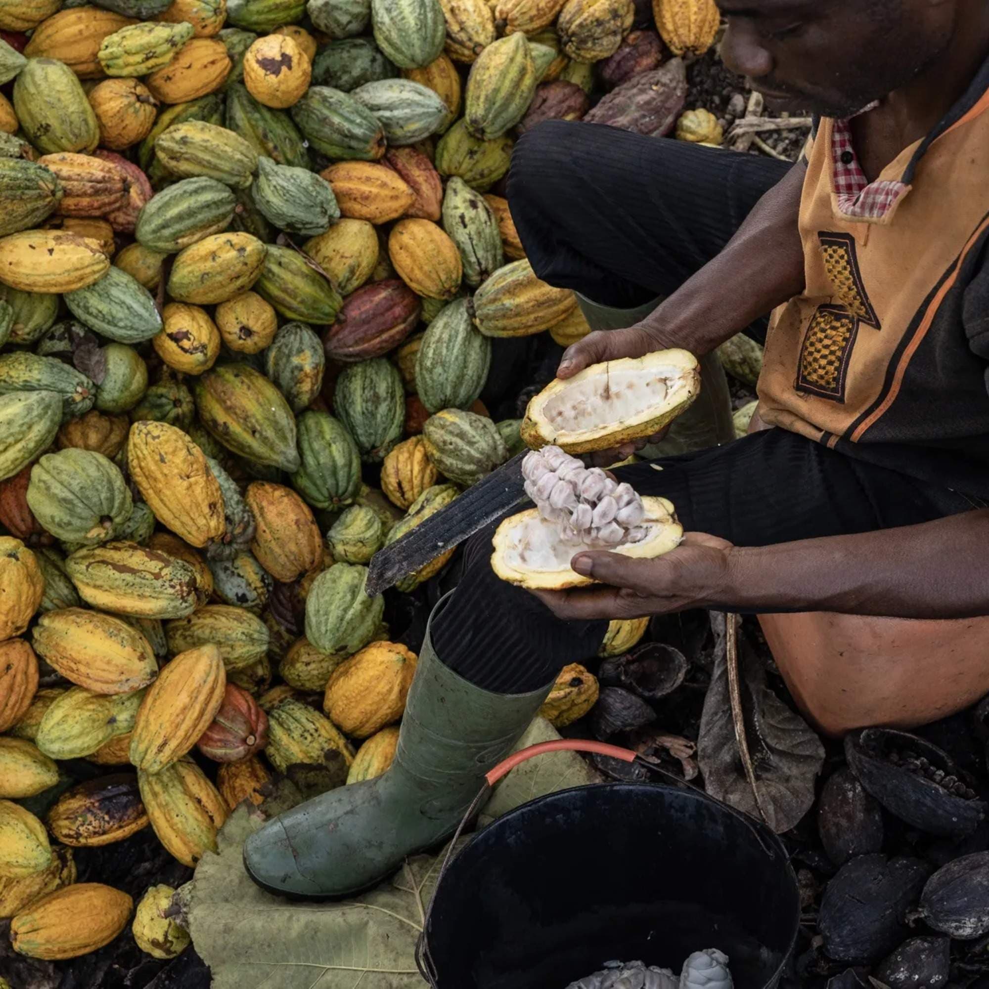 Ivory Coast Slashes Cocoa Producer Price by Nearly 60%