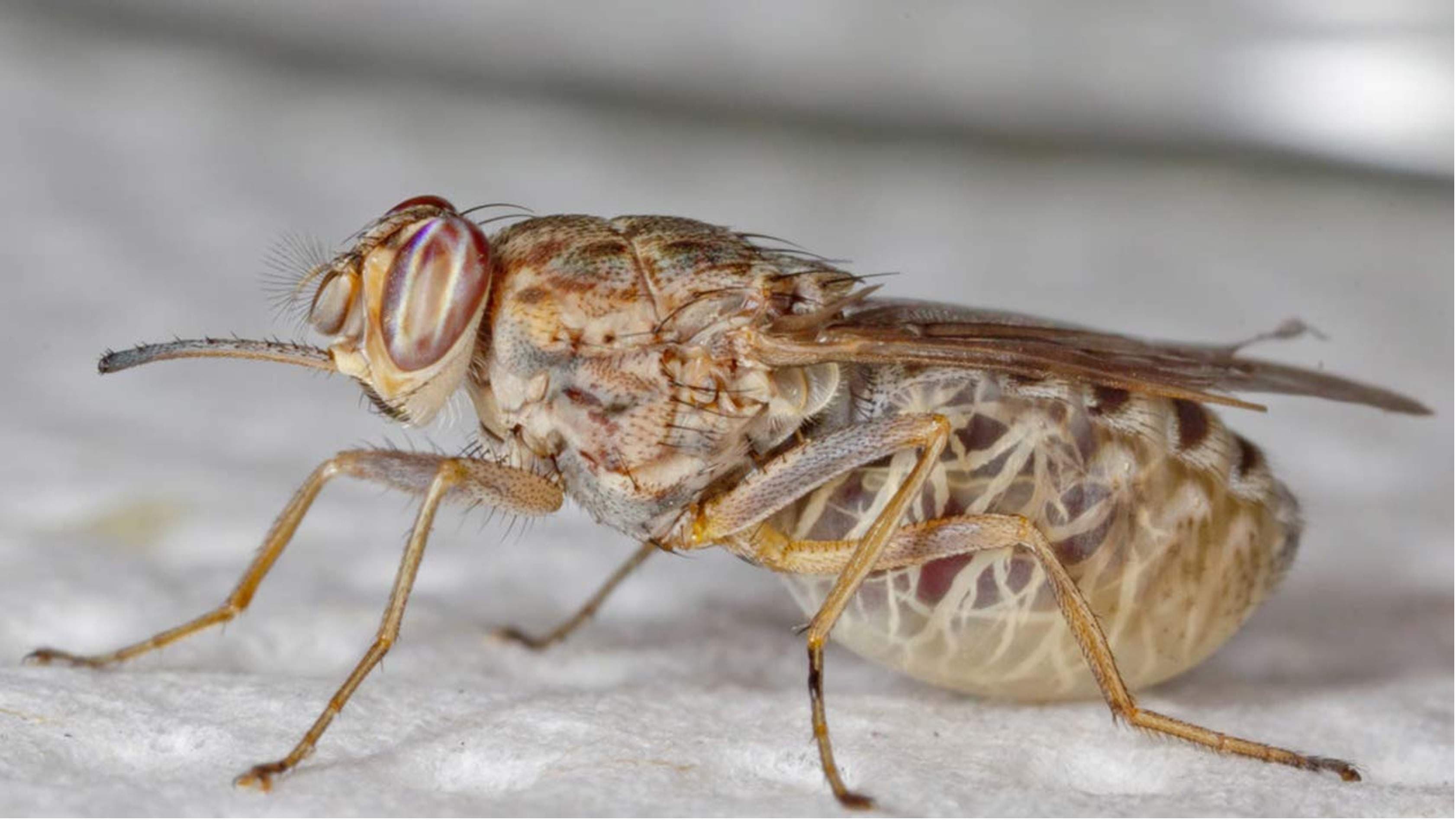 FG Intensifies Multi-State Tsetse Fly Crackdown