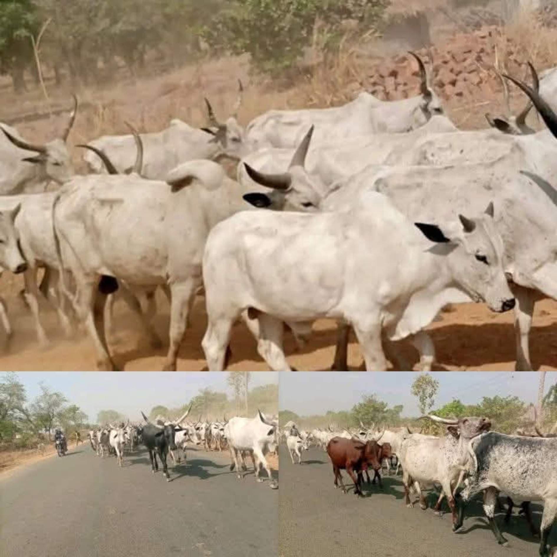 Residents Raise Alarm Over Influx of Armed Herdsmen in Benue