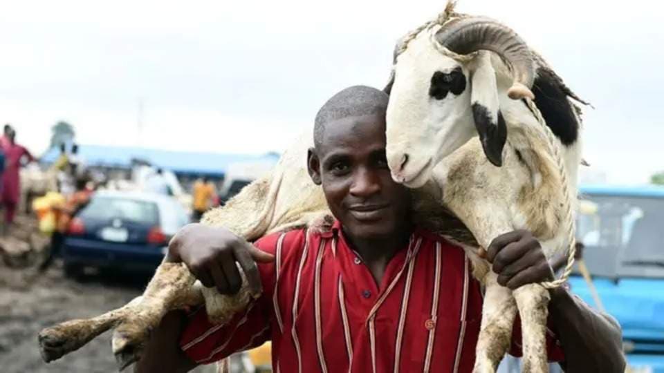 Eid-el-Kabir: Bauchi Reopens Cattle Markets Ahead of Sallah Celebrations