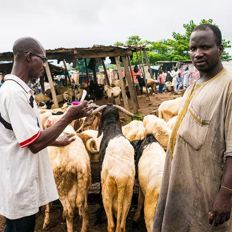 Eid-el-Kabir: Jos Residents Decry Soaring Ram Prices (Video)