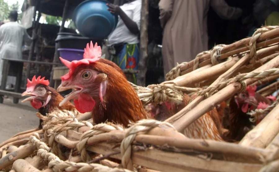 FG, FAO Launch $350k Bird Flu Programme in Nigeria