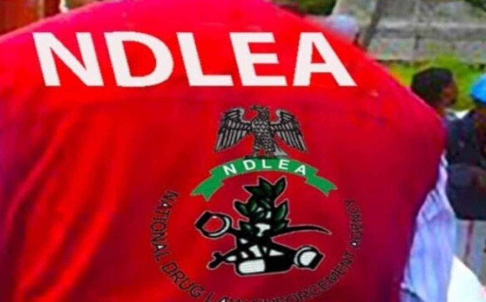 NDLEA Busts Drug Ring; 75-Year-Old Among Suspects