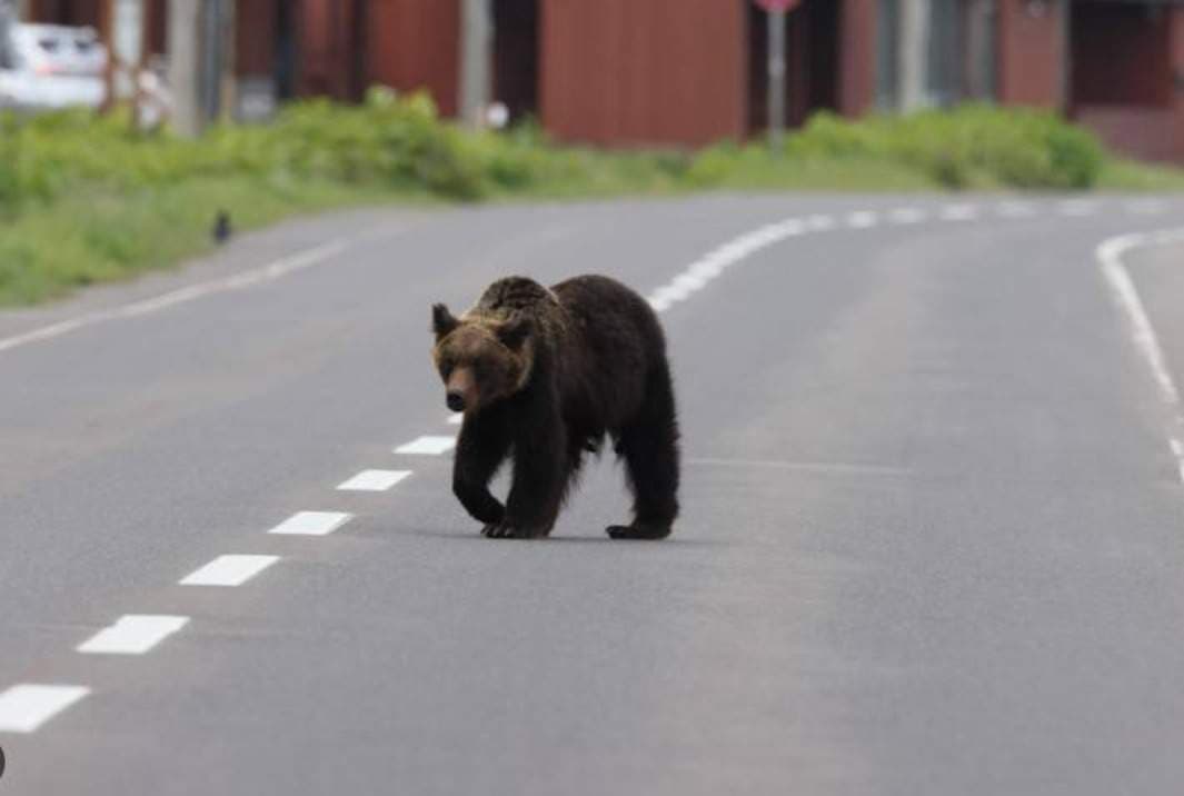Roaming bear closes 94 schools in Japan