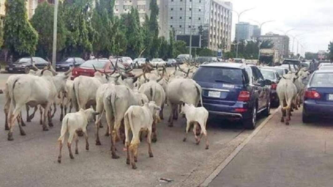 Oyo Cracks Down on Illegal Grazing, Impounds Livestock