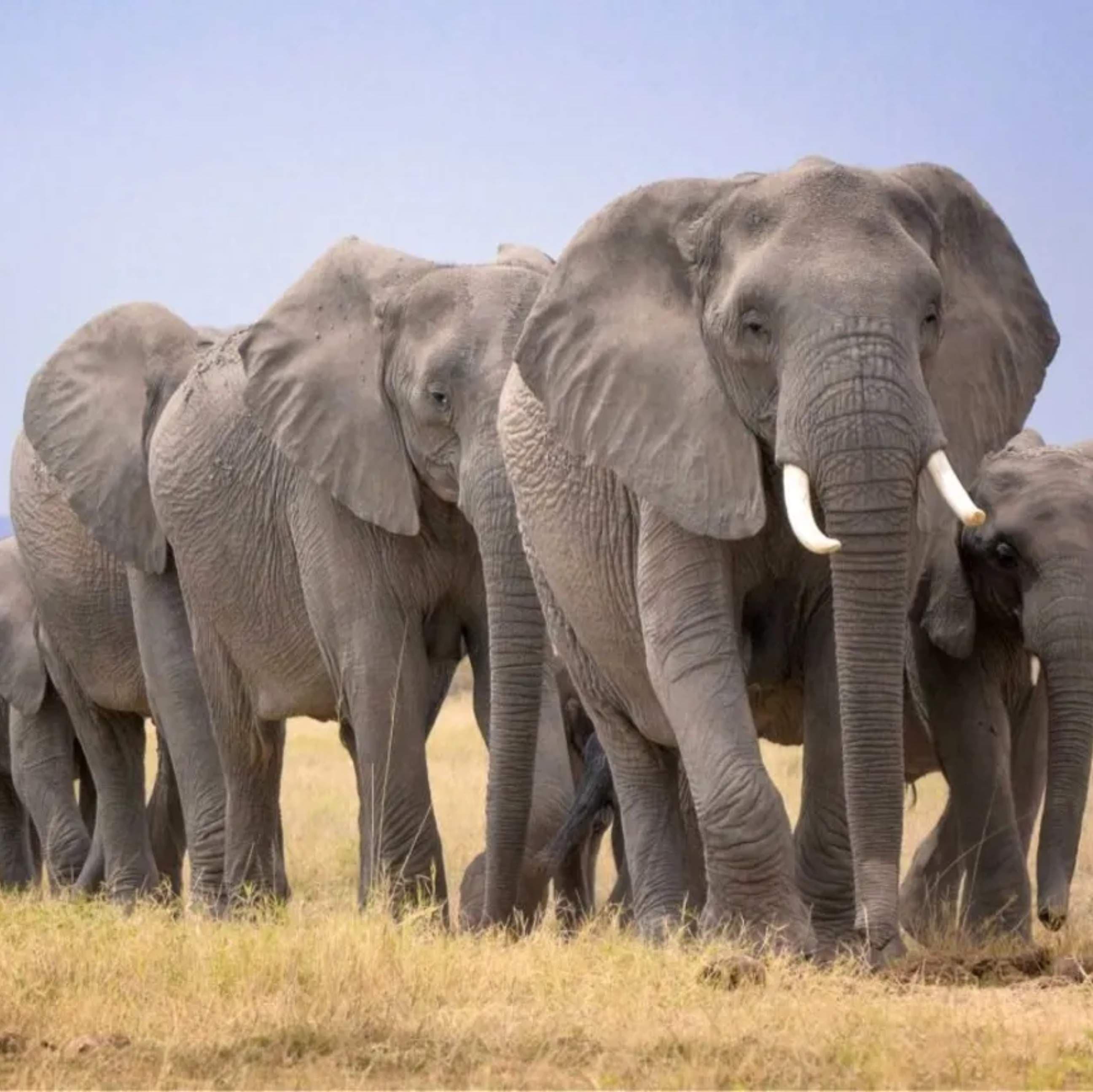 14 Elephants Found Dead Near Amboseli National Park in Kenya
