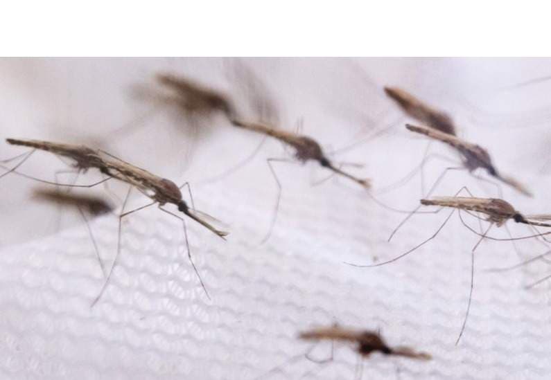Invasive Mosquito Sparks Malaria Fears in African Cities