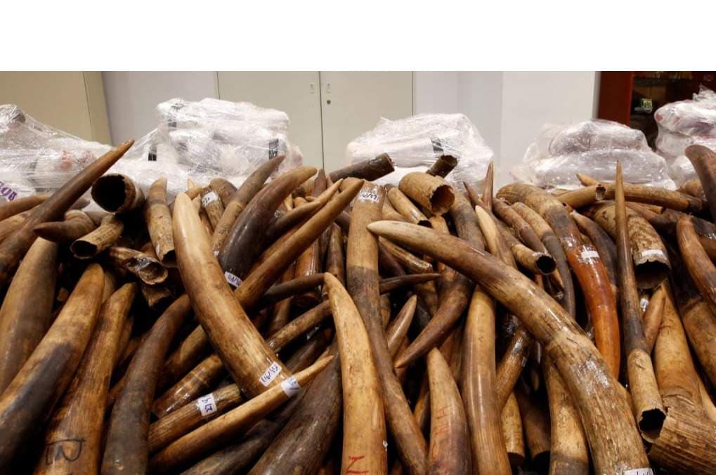 Vietnam Seizes 1.2 Tonnes of Ivory Hidden in Timber Logs