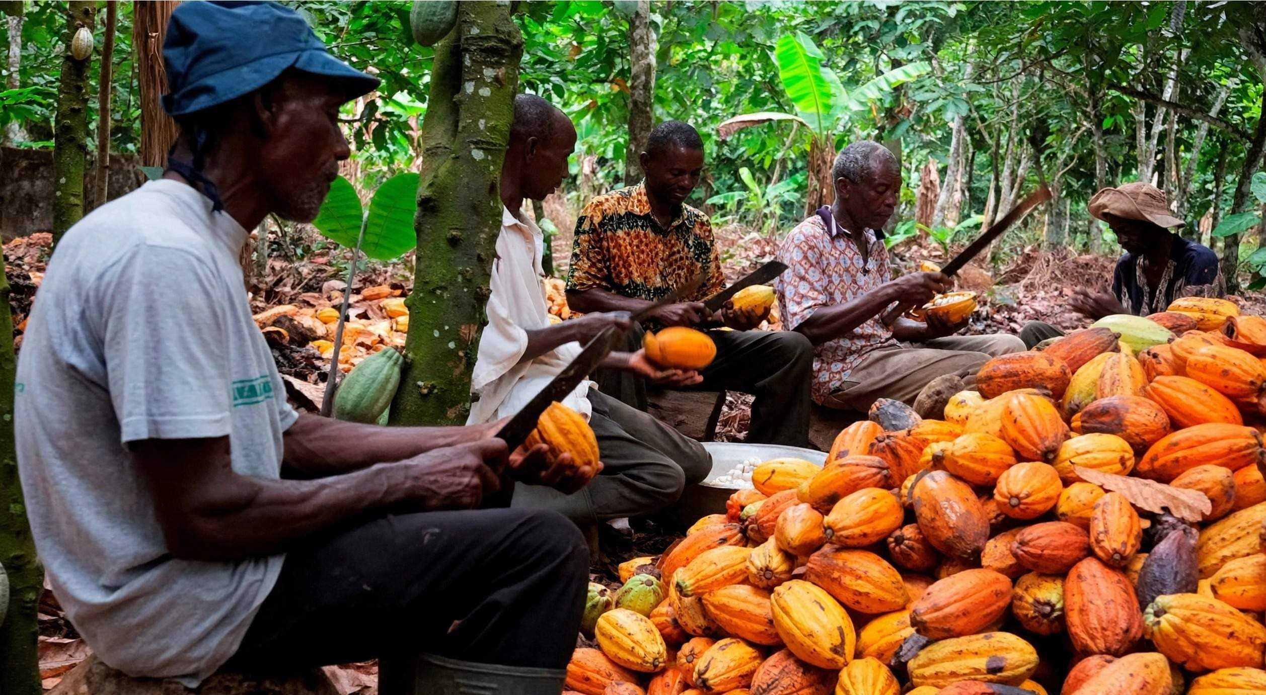 Cocoa Crunch in Cameroon: Falling Prices and EU ban hit Farmers