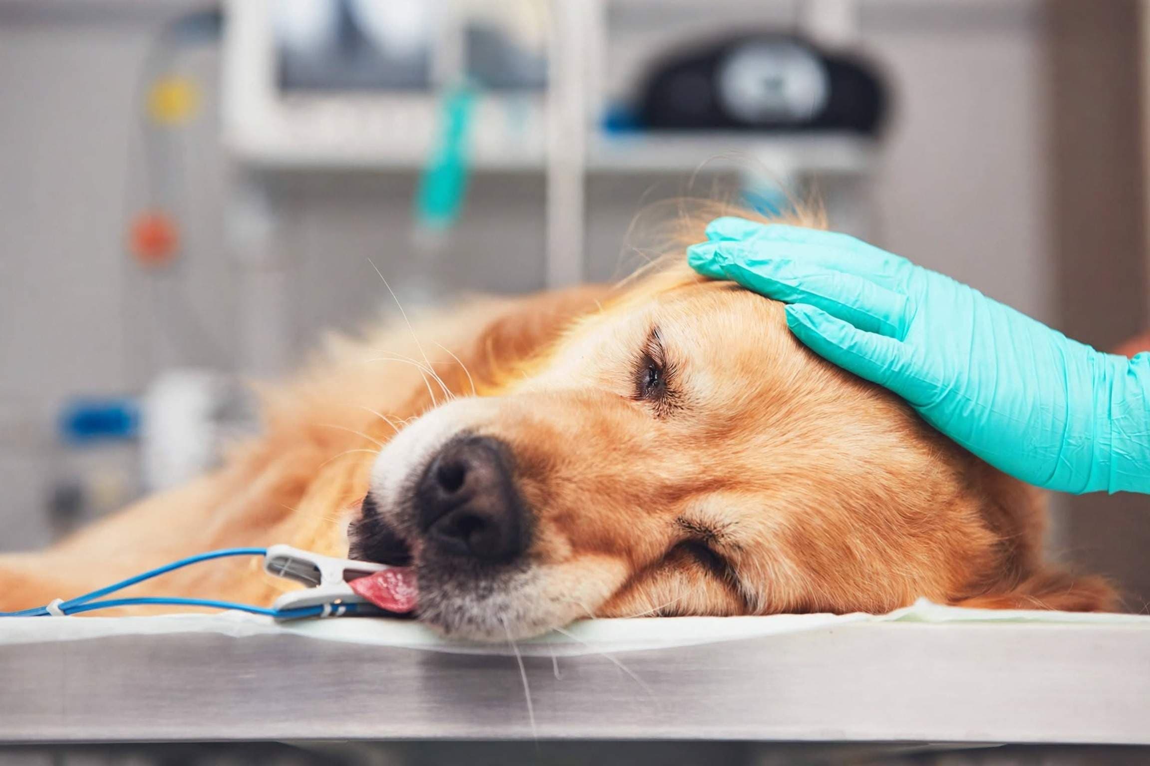 FCTA Begins Free Rabies Vaccination for 20,000 Dogs, Cats in Abuja