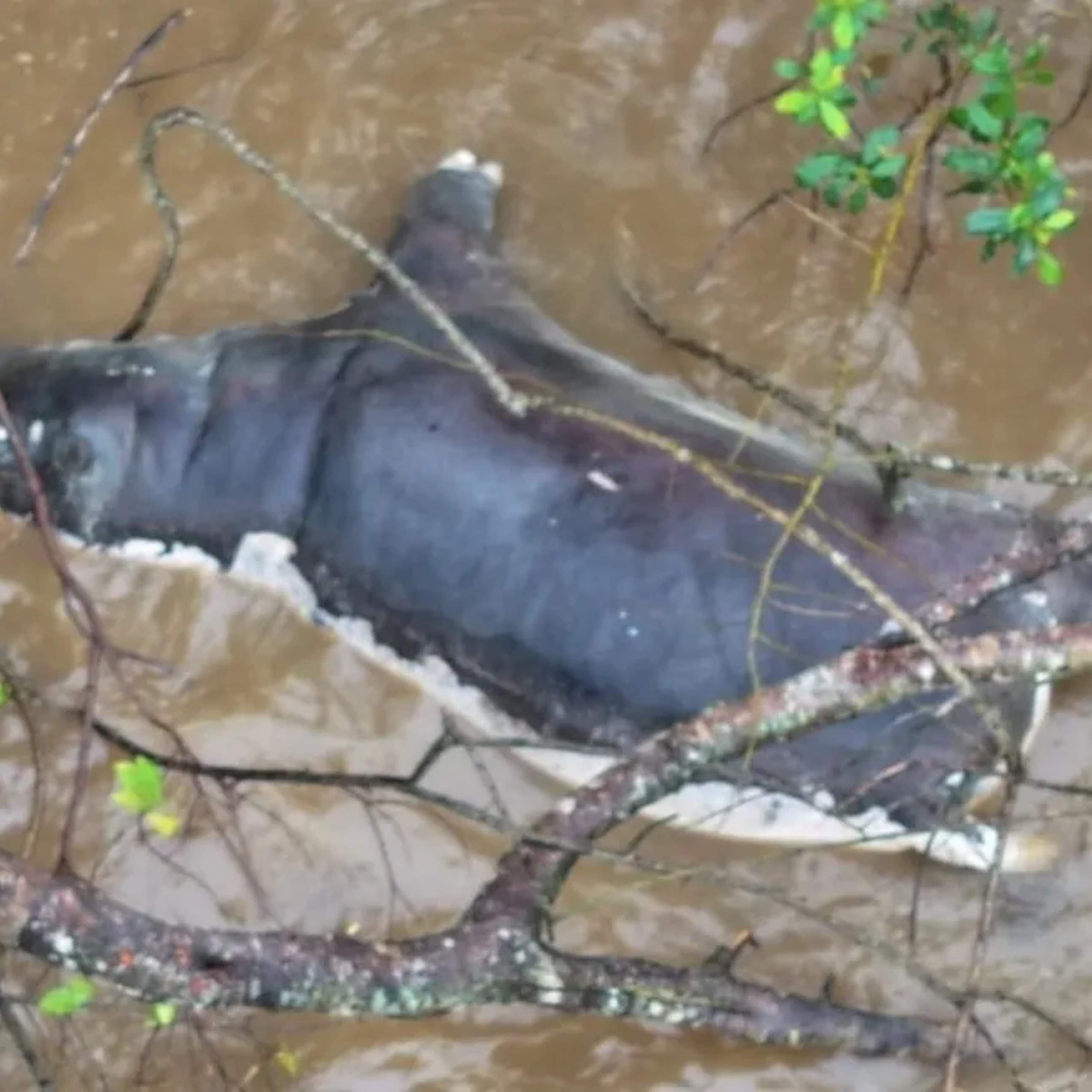 Zambia Anthrax Outbreak Kills 60 Wild Animals and Infects 12 People